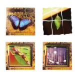 Tray Puzzles – Life Cycles Butterfly - 19 Piece - Image 2