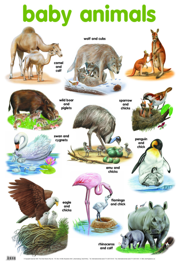 BABY ANIMALS CHART