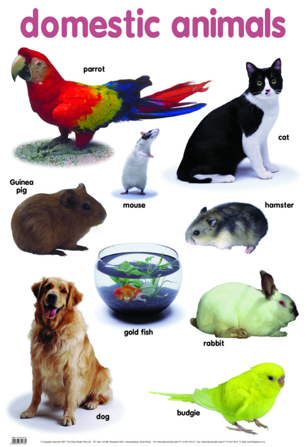 DOMESTIC ANIMALS CHART